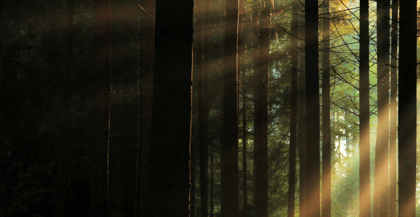 Our environmental commitment | Timberhub