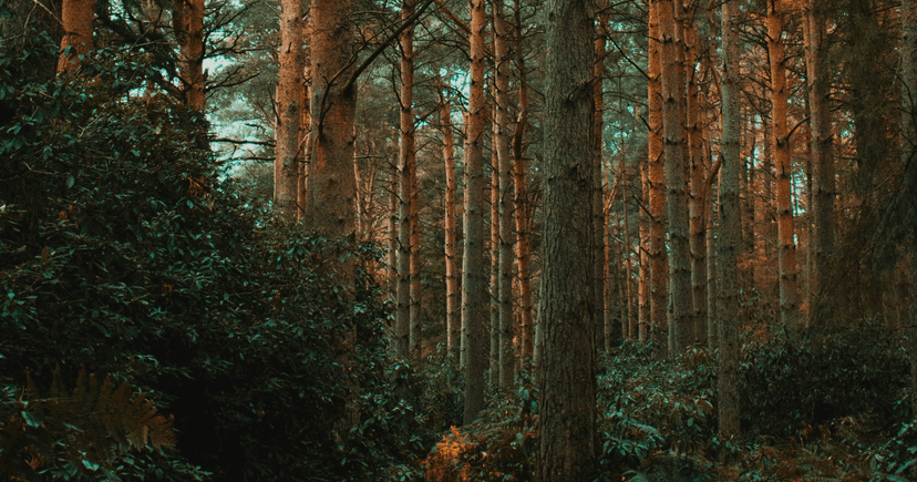 Sawmills partners over Europe | Timberhub