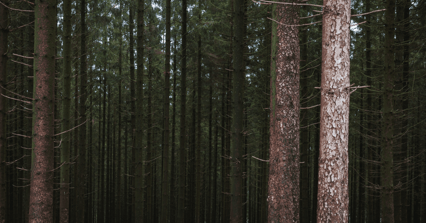 Sawmills partners over Europe | Timberhub
