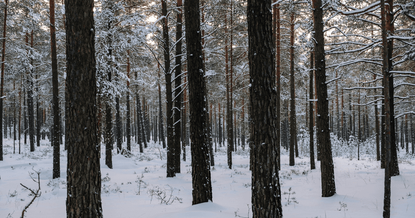 Sawmills partners over Europe | Timberhub